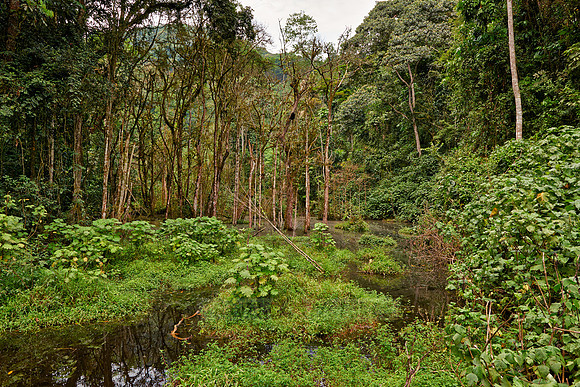 rain forest