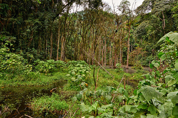 rain forest