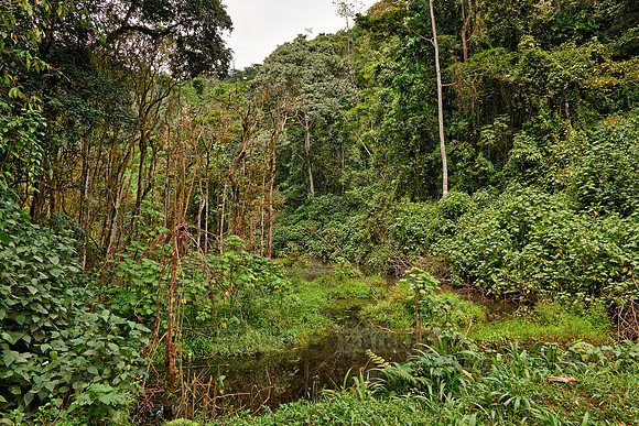 rain forest