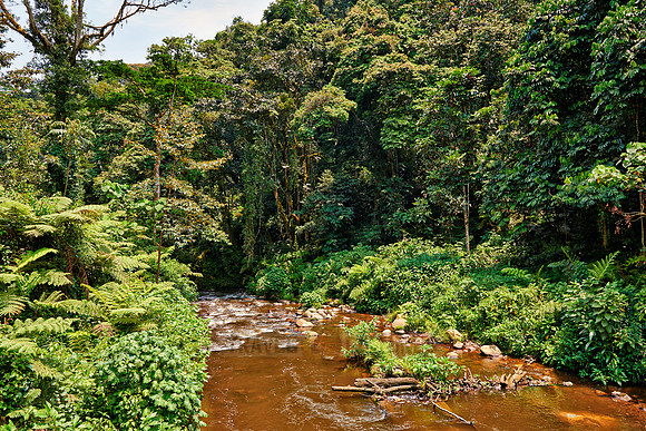 rain forest