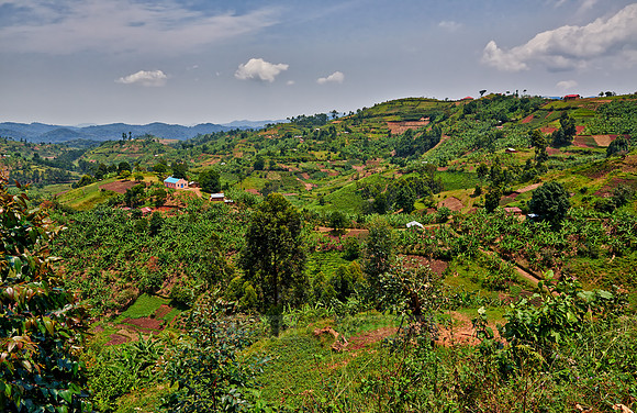 Hills with fields near Bwindi Impenetrable National Park