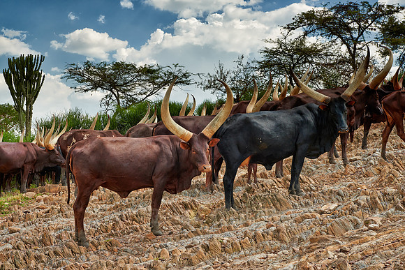 Ankole-Watusi or Ankole longhorn
