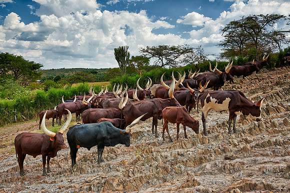 Ankole-Watusi or Ankole longhorn