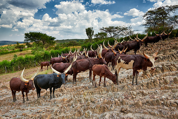 Ankole-Watusi or Ankole longhorn