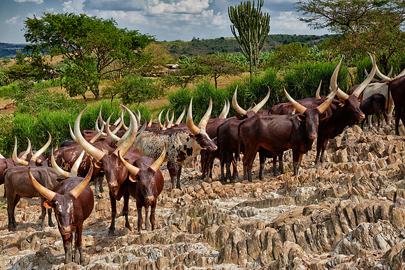 Ankole-Watusi or Ankole longhorn