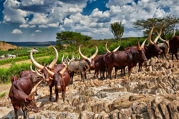 Ankole-Watusi or Ankole longhorn