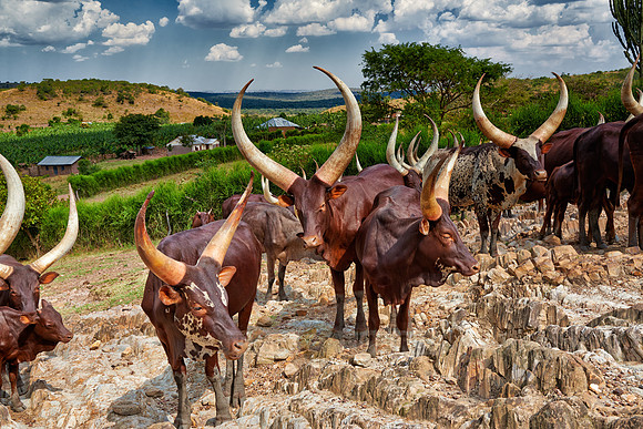 Ankole-Watusi or Ankole longhorn