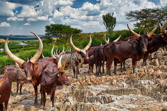Ankole-Watusi or Ankole longhorn