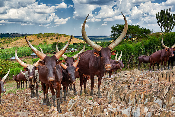 Ankole-Watusi or Ankole longhorn