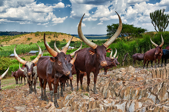 Ankole-Watusi or Ankole longhorn