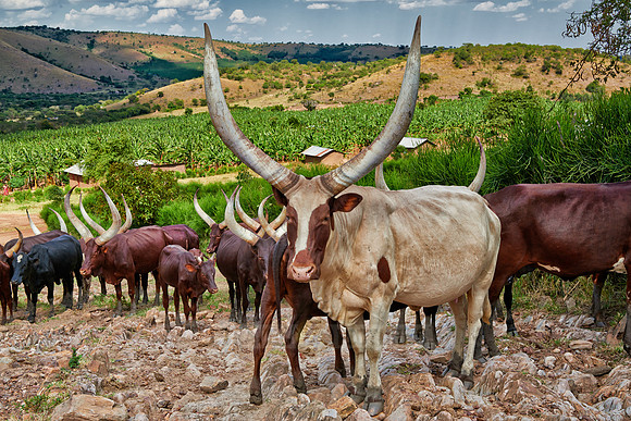 Ankole-Watusi or Ankole longhorn