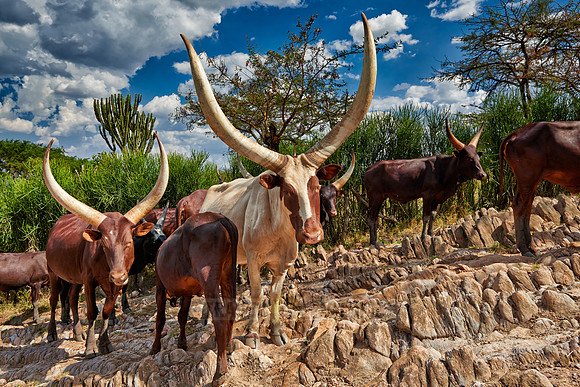 Ankole-Watusi or Ankole longhorn