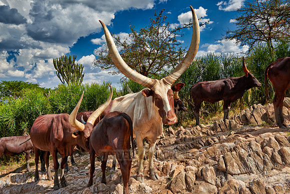 Ankole-Watusi or Ankole longhorn