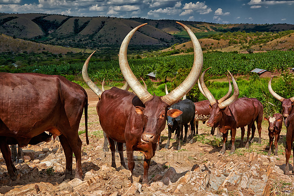 Ankole-Watusi or Ankole longhorn