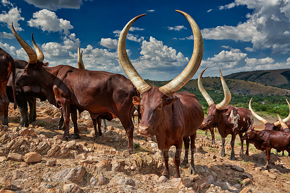 Ankole-Watusi or Ankole longhorn