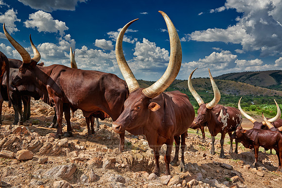 Ankole-Watusi or Ankole longhorn