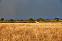 savanna landscape