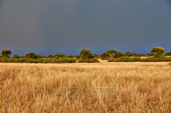 savanna landscape
