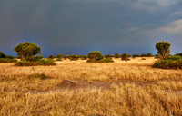 savanna landscape