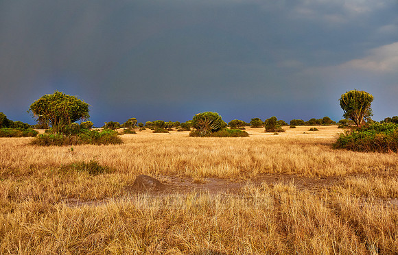 savanna landscape