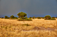 savanna landscape