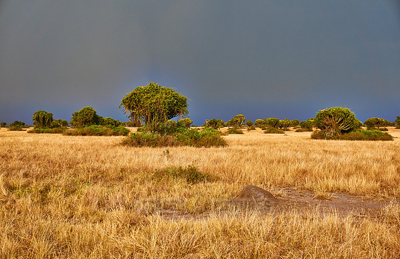 savanna landscape