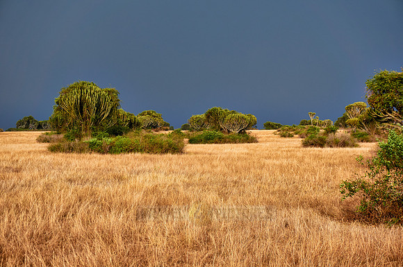 savanna landscape