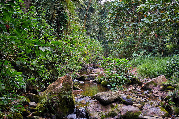 rain forest