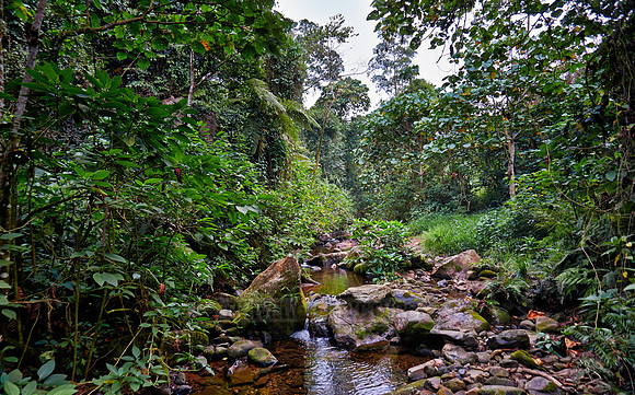 rain forest