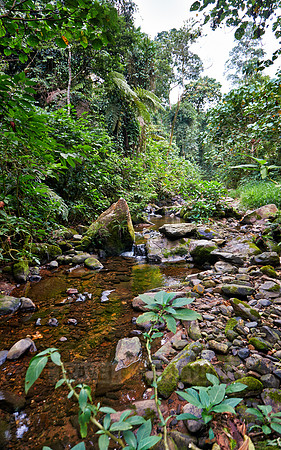 rain forest