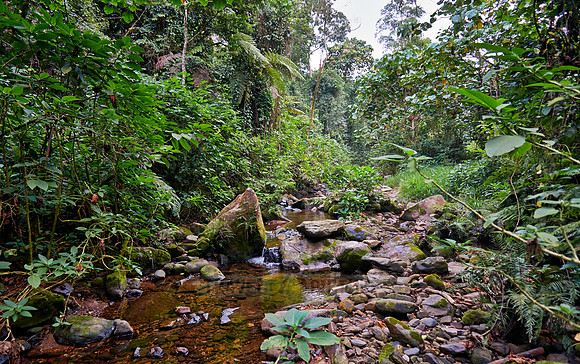 rain forest