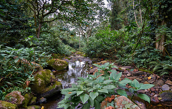 rain forest