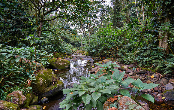 rain forest