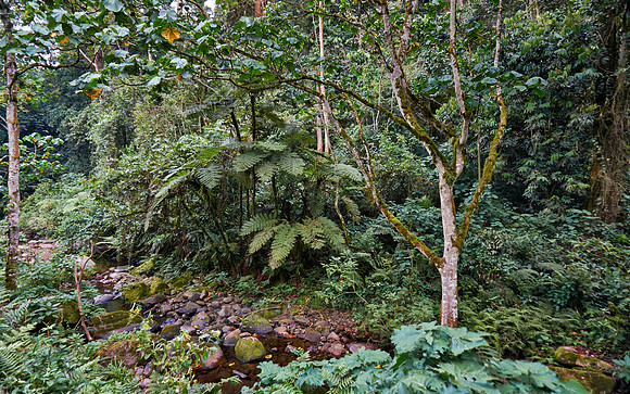 rain forest