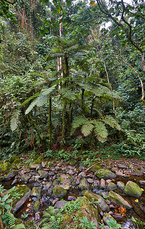 rain forest