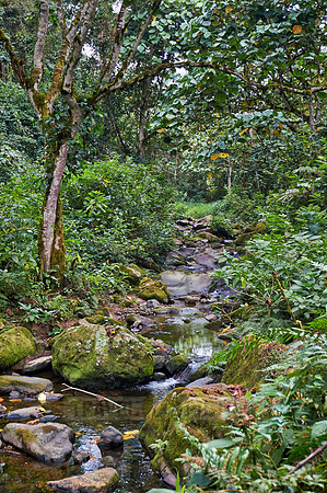 rain forest