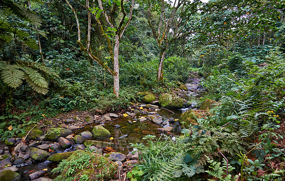 rain forest