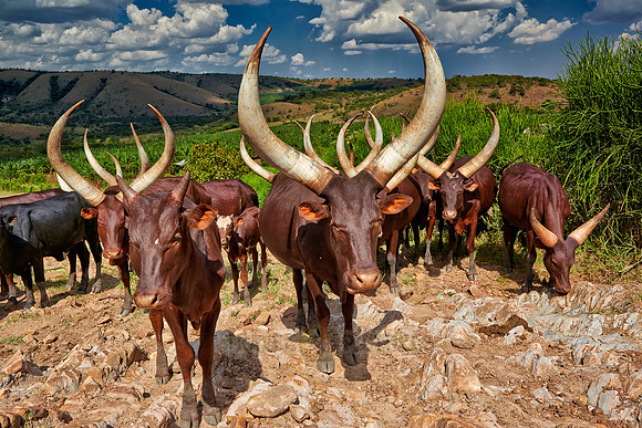 Ankole-Watusi or Ankole longhorn