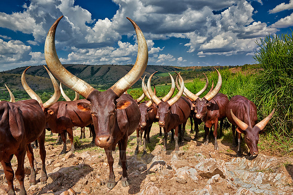 Ankole-Watusi or Ankole longhorn