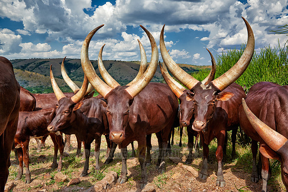 Ankole-Watusi or Ankole longhorn