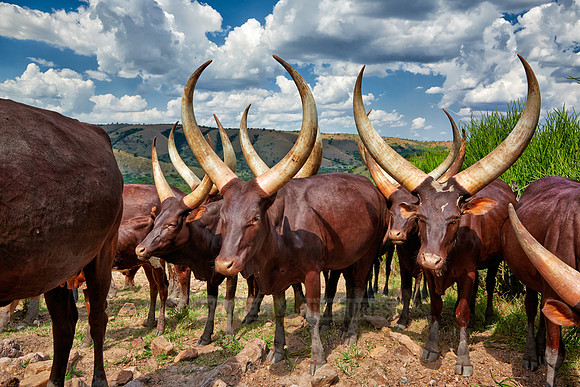 Ankole-Watusi or Ankole longhorn