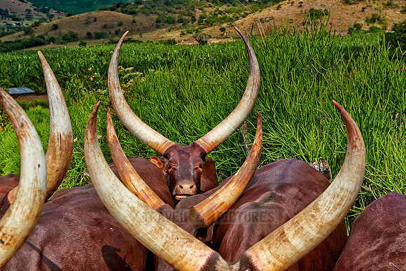 Ankole-Watusi or Ankole longhorn