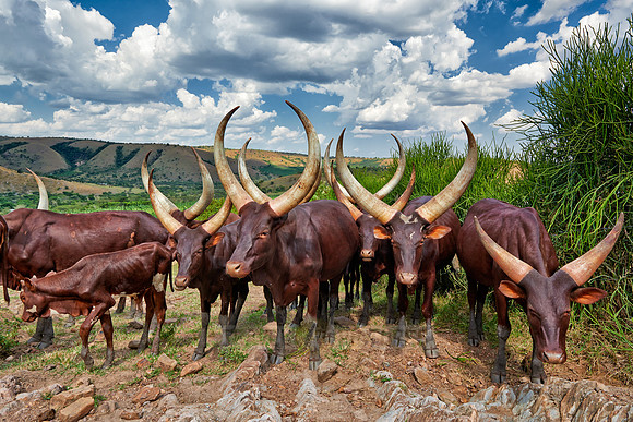 Ankole-Watusi or Ankole longhorn