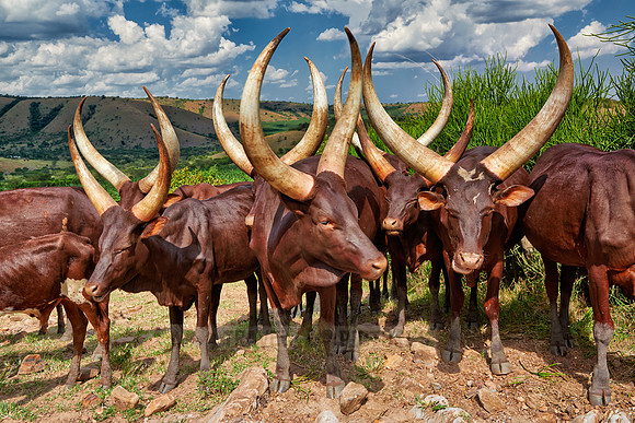 Ankole-Watusi or Ankole longhorn