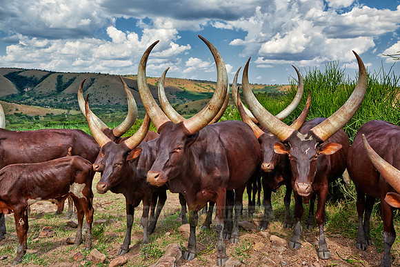 Ankole-Watusi or Ankole longhorn