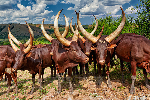 Ankole-Watusi or Ankole longhorn