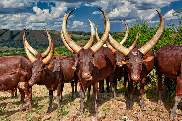 Ankole-Watusi or Ankole longhorn