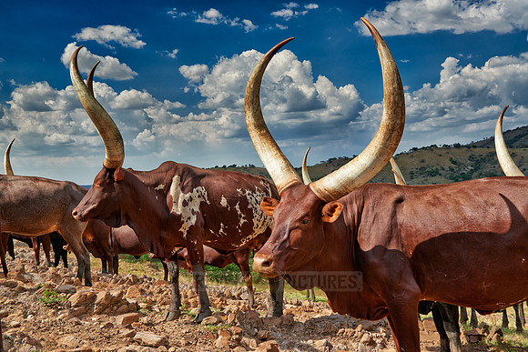 Ankole-Watusi or Ankole longhorn