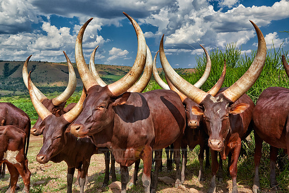 Ankole-Watusi or Ankole longhorn