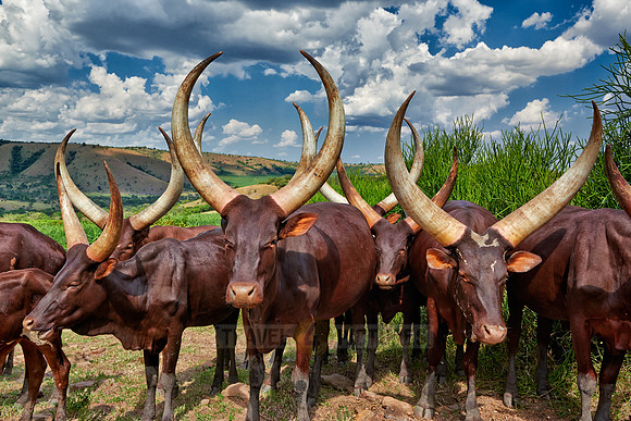 Ankole-Watusi or Ankole longhorn